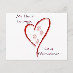 Weimaraner Heart Belongs Postcard