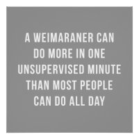 Weimaraner In A Minute Perfect Poster