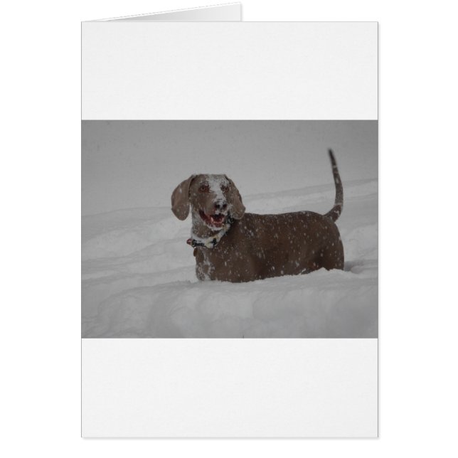 Weimaraner in deep snow (Front)