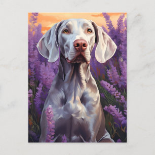 Weimaraner in Lavender field Postcard