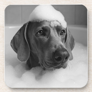 Weimaraner in the bath with bubbles on his head coaster