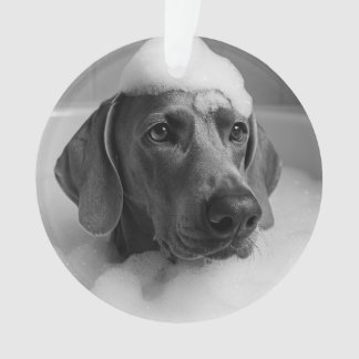 Weimaraner in the bath with bubbles on his head ornament