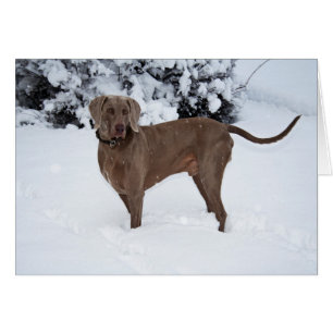 Weimaraner In Winter