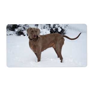 Weimaraner In Winter