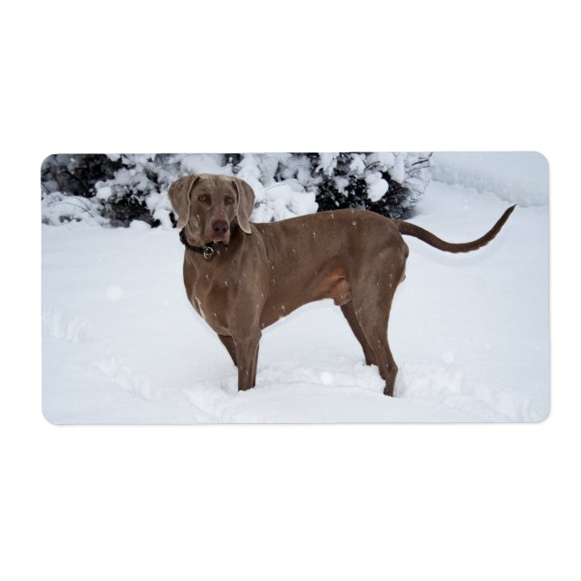 Weimaraner In Winter (Front)