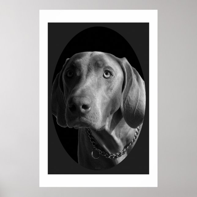 Weimaraner – Intense (Black & White)	 Poster (Front)