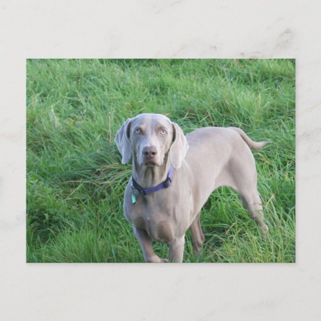 Weimaraner Lovers Postcard (Front)