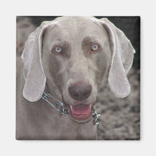 Weimaraner Magnet