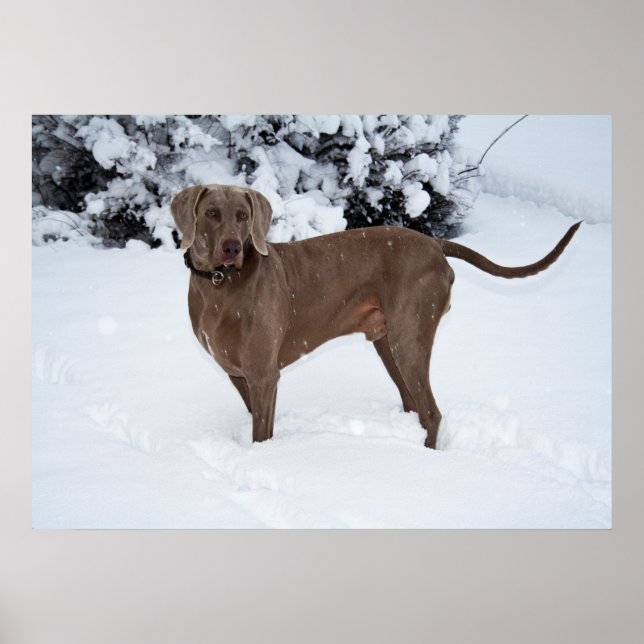 Weimaraner Male Dog In Winter Poster (Front)