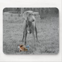 Weimaraner