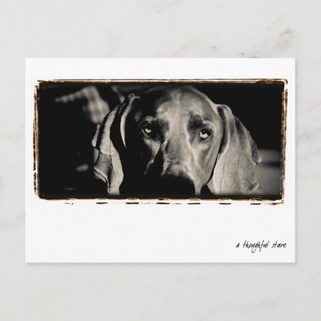 Weimaraner Nation : "A Thoughtful Stare" Postcard (Front)