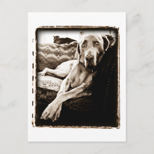 Weimaraner Nation : "Ballou's Chair" Postcard