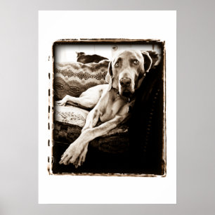 Weimaraner Nation : "Ballou's Chair" Poster