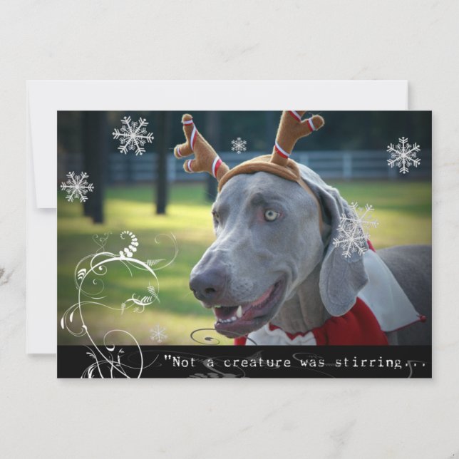 Weimaraner Nation :"Not a creature was stirring... Holiday Card (Front)