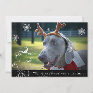 Weimaraner Nation :"Not a creature was stirring... Holiday Card