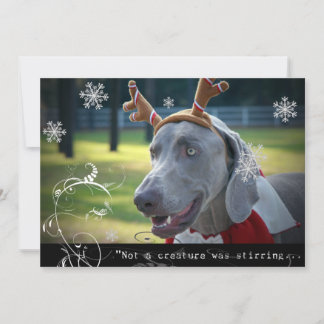 Weimaraner Nation :"Not a creature was stirring... Holiday Card