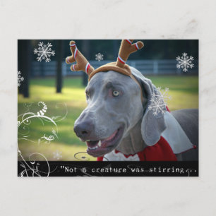 Weimaraner Nation :"Not a creature was stirring... Postcard