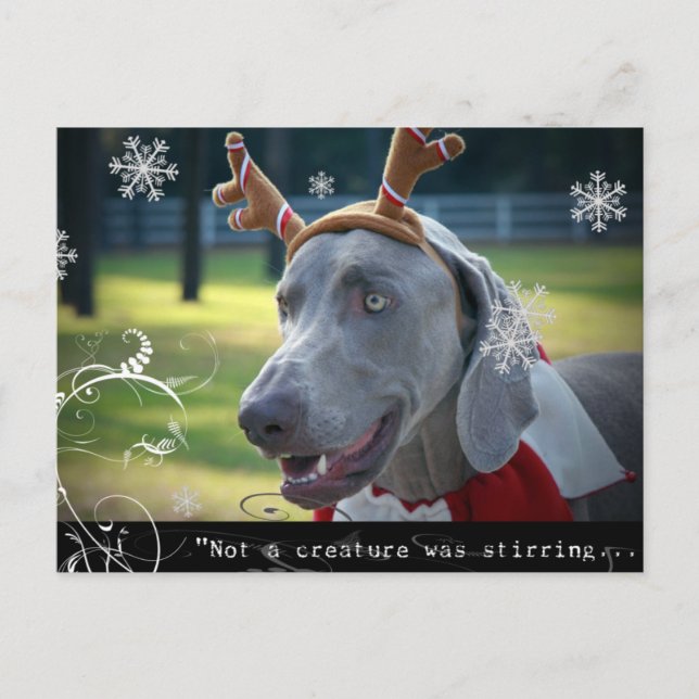 Weimaraner Nation :"Not a creature was stirring... Postcard (Front)