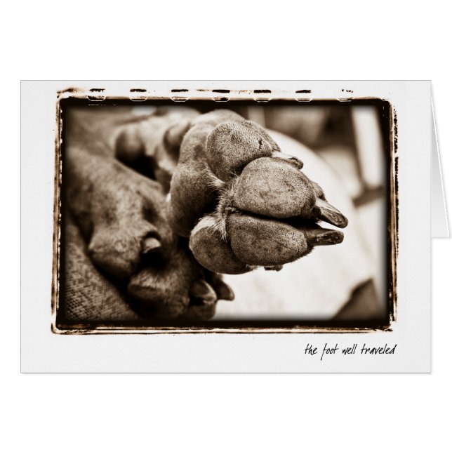 Weimaraner Nation : "The Foot Well Travelled" (Front Horizontal)