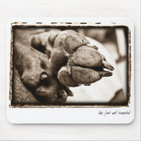 Weimaraner Nation : "The Foot Well Travelled"