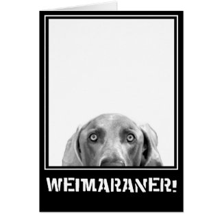Weimaraner Nation : Weimaraner In A Box!