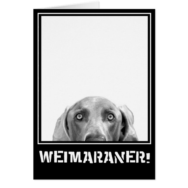 Weimaraner Nation : Weimaraner In A Box! (Front)