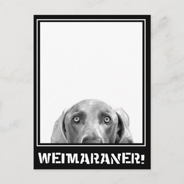 Weimaraner Nation : Weimaraner In A Box! Postcard (Front)