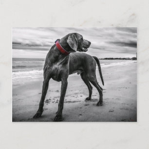 Weimaraner on Beach Postcard
