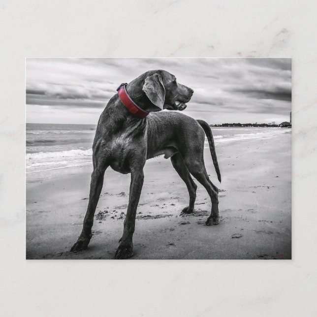 Weimaraner on Beach Postcard (Front)