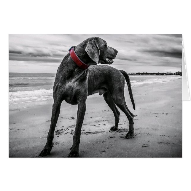 Weimaraner on the Beach Blank Card (Front Horizontal)