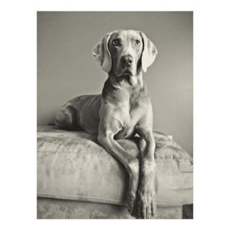 Weimaraner Photo Print