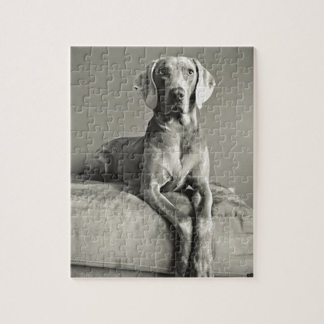 Weimaraner Portrait Jigsaw Puzzle (Vertical)