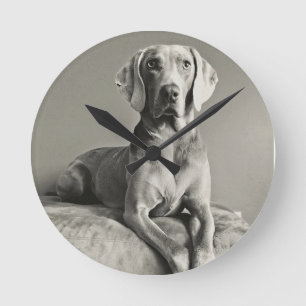 Weimaraner Portrait Round Clock