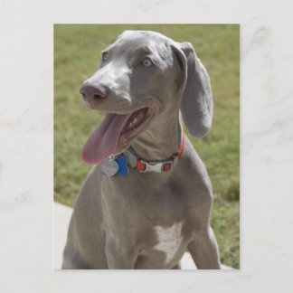 Weimaraner Postcard
