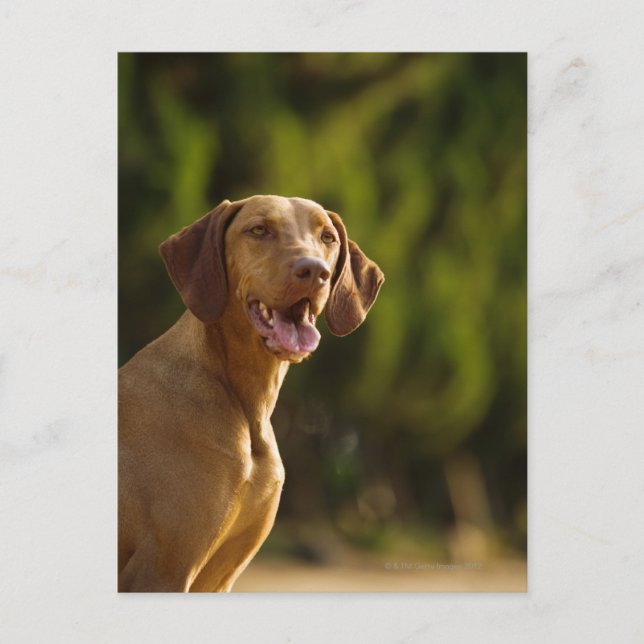 Weimaraner Postcard (Front)