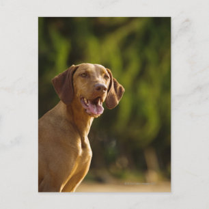 Weimaraner Postcard