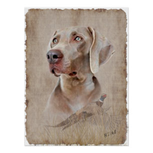 Weimaraner Poster
