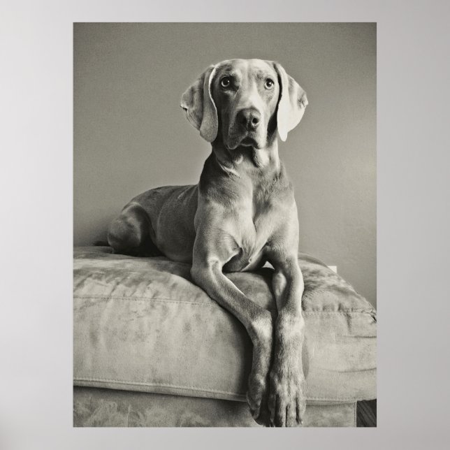 Weimaraner Poster (Front)