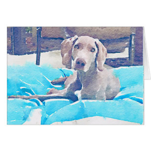 Weimaraner Pup
