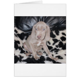 Weimaraner Puppy