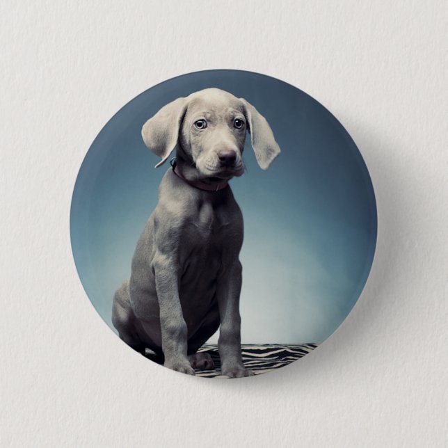 Weimaraner puppy 6 cm round badge (Front)