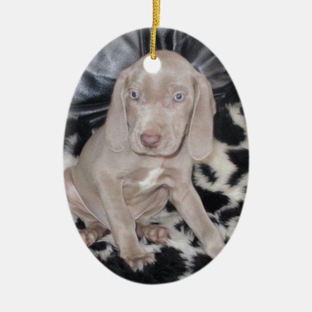 Weimaraner Puppy Ceramic Ornament (Front)