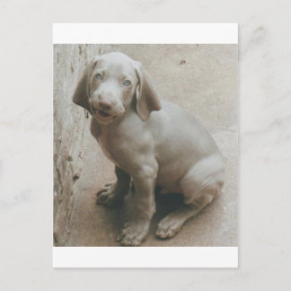 weimaraner puppy cute postcard