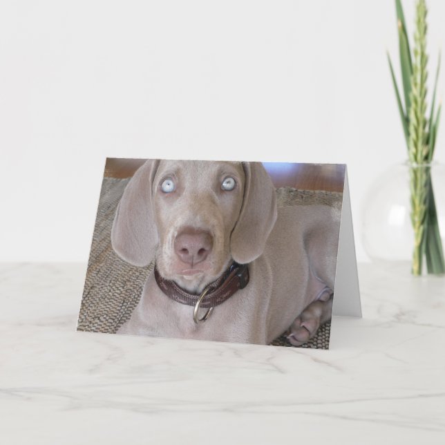 Weimaraner Puppy Greeting Card (Front)