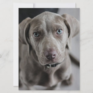 weimaraner-puppy invitation