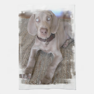 Weimaraner Puppy Kitchen Towel