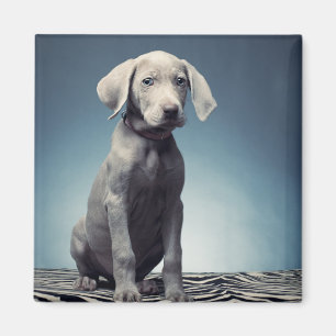 Weimaraner puppy magnet