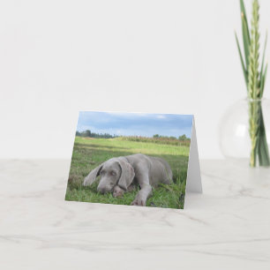 Weimaraner Puppy Notecard