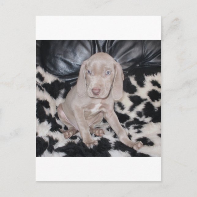 Weimaraner Puppy Postcard (Front)