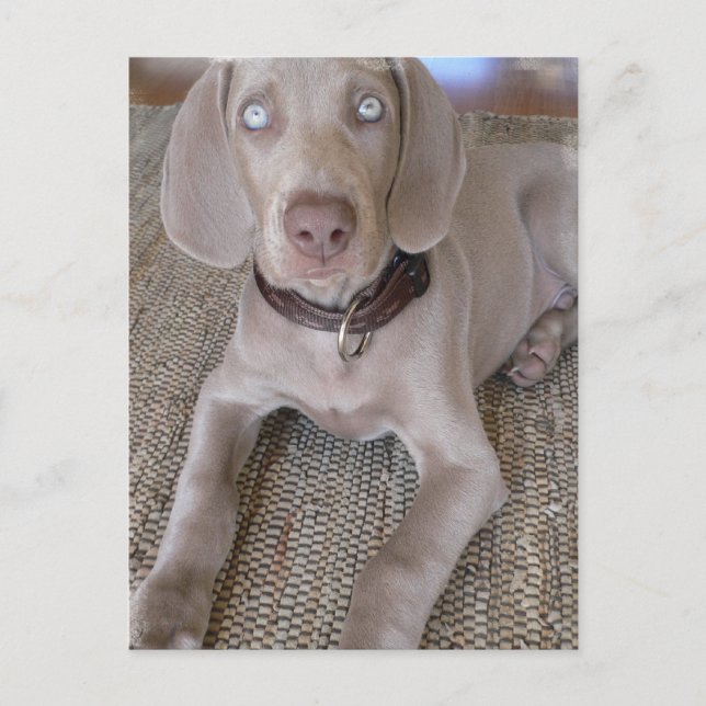 Weimaraner Puppy Postcard (Front)